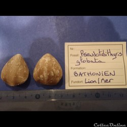 Pseudotubithyris globata