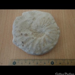 Schloenbachia varians