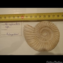 Perisphinctes sp.