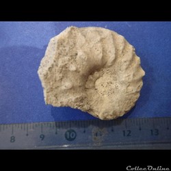 Schloenbachia varians