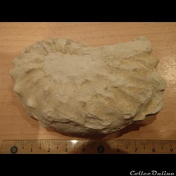 Schloenbachia varians