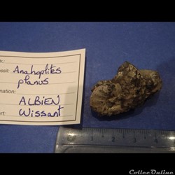 Anahoplites planus 4