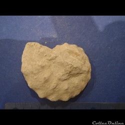 Schloenbachia varians