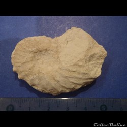 Schloenbachia varians