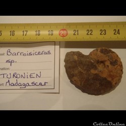 Barroisiceras sp.