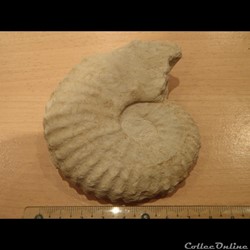 Mantelliceras mantelli
