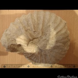 Mantelliceras mantelli