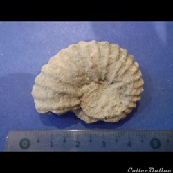 Mantelliceras mantelli