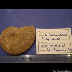 Ochetoceras hispidum