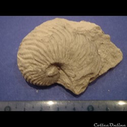 Cymatoceras