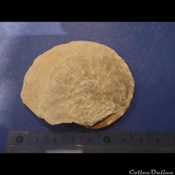 Schloenbachia varians