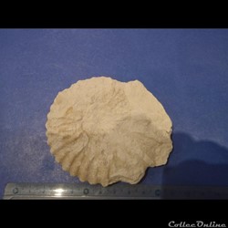 Calycocéras