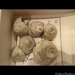 Semisolarium conoideum