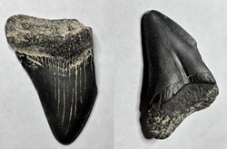 (Fossil) Prehistoric (Early Miocene to Early Pliocene) Megalodon shark tooth, St. Simons Sound, GA