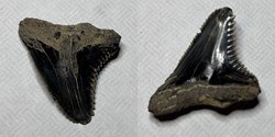 (Fossil) Prehistoric (Miocene) shark tooth, Hemipristis serra- extinct "Snaggletooth” shark