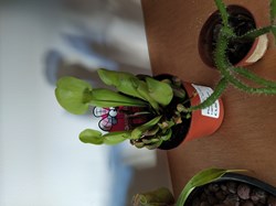 Saracenia