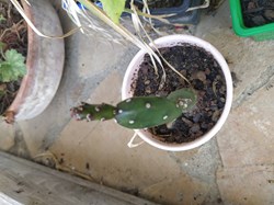 Cactus