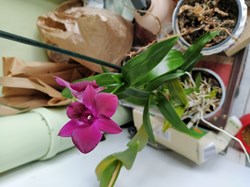 Dendrobium