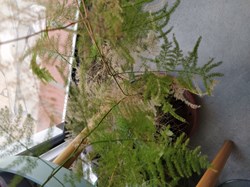 Asparagus plumosus