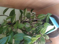 Tradescantia bicolore