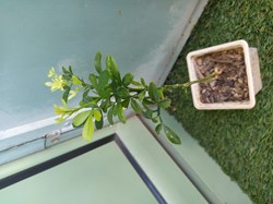 Poncitrus