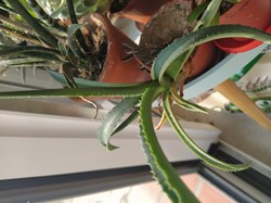 Agave