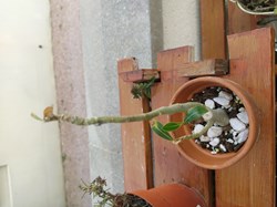 Rose du désert