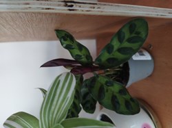 Calathea lacifolia