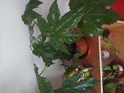 Fastia japonica