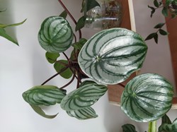 Peperomia watermelon