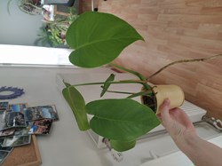 Monstera deliciosa