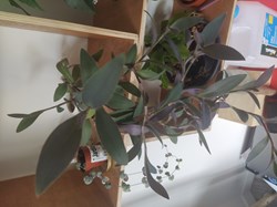 Tradescantia violette
