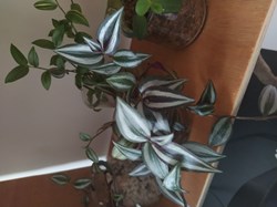 Tradescantia zebrina