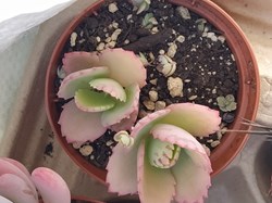 Kalanchoe laxiflora