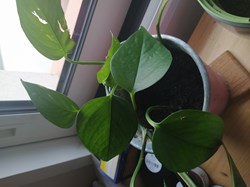 Pothos golden