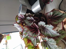 Begonia rex evening glow