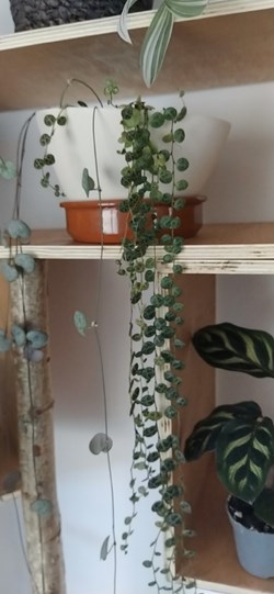 peperomia prostrata