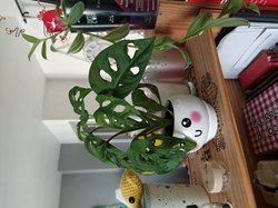 Monstera andonsonii