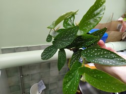 Begonia tamaya