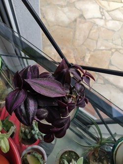 Trandescantia deep purple