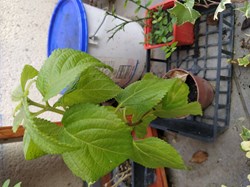Lantana fleur orange