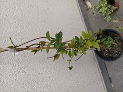Chèvrefeuille lonicera jap chinensis