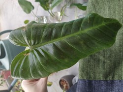 Philo subhastatum
