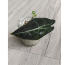 Alocasia poly