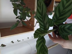 Calathea freddie