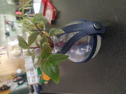 Tradescantia verte