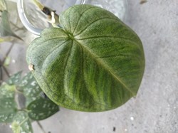 Syngonium frost