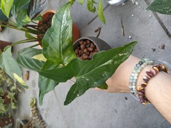 Syngonium var