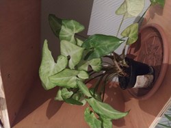 Syngonium vert