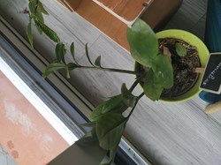 Zomioculcas
